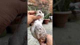 Pet house mai dher sare pets ki entry hone wali hai kabootar pet animals vlog minivlog birds [upl. by Searle792]