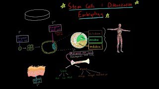 MCAT Stem Cells Totipotent Pluripotent multipotent and Embryology blastulation gastrulation [upl. by Aronoel]