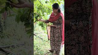 Ma perati jamapallu  Kunduru Sisters [upl. by Zildjian]