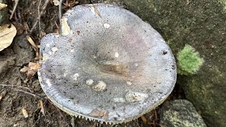 4K Russula variata Mushroom Identification [upl. by Okram]