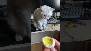 cat catfunny funny foryou [upl. by Rider957]