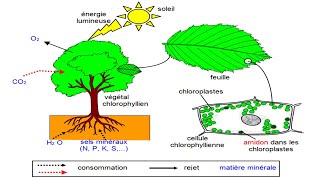 La Photosynthèse cours de physiologie végétale [upl. by Otrebliw]