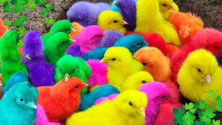 Menangkap ayam lucu ayam warna warni ayam rainbow bebek angsa ikan hias ikan cupang Kelinci [upl. by Lacefield]