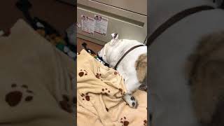 Sleep Apnea in and English Bulldog [upl. by Juback]