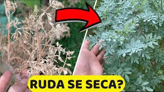 Mi PLANTA De RUDA Se esta SECANDO 😥 Cómo RESUCITAR o SALVAR La RUDA  Parte 2 [upl. by Bastian742]