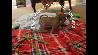 PIPS FIRST CHRISTMAS PLAYTIME [upl. by Vincents259]