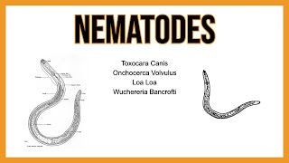 Nematodes TISSUE parasites [upl. by Alaecim]