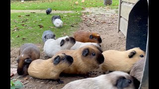 Guinea pigs exit and enter the tube [upl. by Nylsirk816]