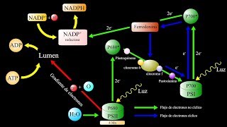 Fotosíntesis parte 3 reacciones dependientes de la luz [upl. by Anyat]
