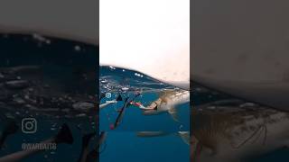 WARRIG and Kicker PK gets slammed by calico bass warbaits [upl. by Gardas]