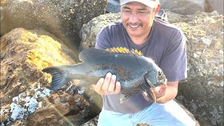 Redondo Beach Breakwall  pescando mojarras grandes Opaleye [upl. by Caldera862]