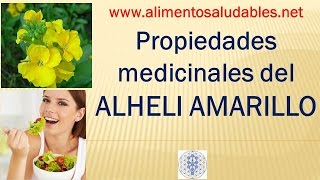 Propiedades medicinales del ALHELI AMARILLO [upl. by Ynnaej]