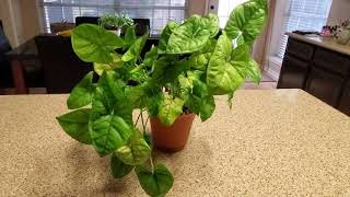 ARROWHEAD PLANT CARE  DONNA JOSHI [upl. by Gunter]