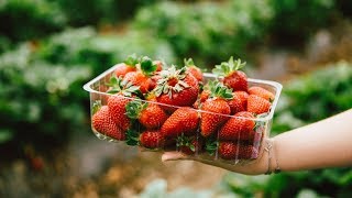 Strawberry Picking at the Beerenberg Family Farm  2018  2019 [upl. by Eelimaj]