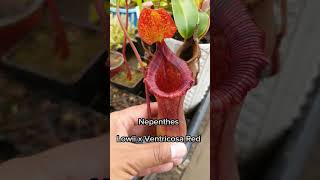 Nepenthes Lowii x Ventricosa Red carnifans plantascarnivoras [upl. by Annayhs]