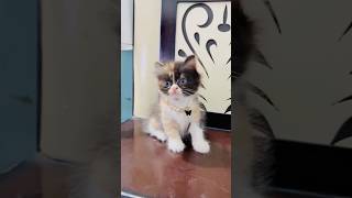 Billu ko phasayege😏😏 catcomedy cat viralcat catvideo billug sajidcat billucat [upl. by Amol682]