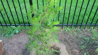 Incense Cedar Update calocedrus decurrens [upl. by Nahtanoy]