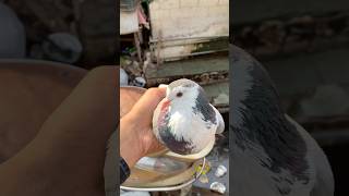 Pet market se shirazi pet lekar aaye 🥰kabootar minivlog shorts pet birdslover petsvlog vlog [upl. by Kalinda]