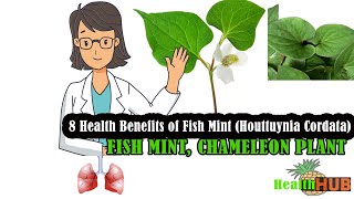 Health Benefits of Fish Mint  Chameleon Plant  Houttuynia Cordata [upl. by Ahsien]