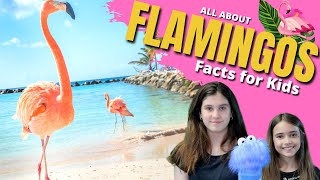 🦩 FLAMINGO Facts for Kids  Learn All About Flamingos [upl. by Donata]