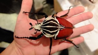 Goliathus goliatus  GOLIATH BEETLE  GOLIATHKÄFER [upl. by Boaten]