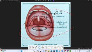 Pharynx Anatomy  1  Head amp Neck Anatomy [upl. by Gnod]