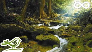 Relaxing Music with Birds Singing  Beautiful Piano Music amp Guitar Music by Soothing Relaxation [upl. by Zolly]