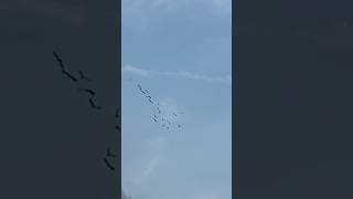 October 14 2024 Birds flying in Autumn…🍂 shorts nature autumn birds [upl. by Kaslik]