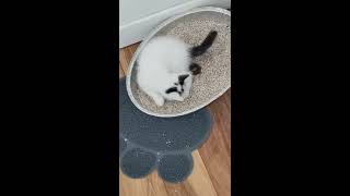 Kittens first time using litter box [upl. by Aldin]