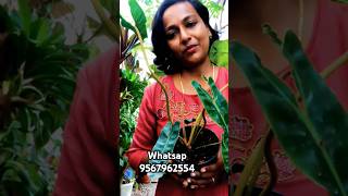 Plants shopping online online plants sale plants onlinefoliage plants malayalamcolourfulfoliage [upl. by Jacqui]