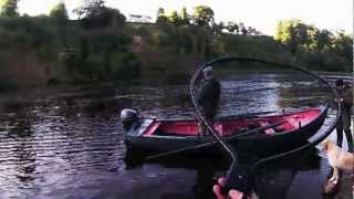 Salmon Fishing Scotland Salmon Autumn Spinning Action from the Tay Perthshire Scotland 2012 [upl. by Bowers]