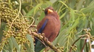 Broadbilled Roller [upl. by Weiser]