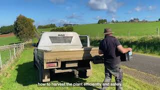 Pioneering brown boronia in Thorpdale [upl. by Ainocal]