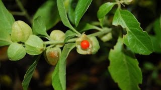 Ashwagandha or Withania somnifera  Medicinal Plant [upl. by Rintoul]