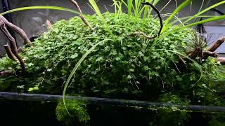 Hydrocotyle Tripartita growing out of the water Heavily planted tank [upl. by Tann65]