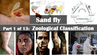 Sand fly Zoological Classification [upl. by Ellenohs]