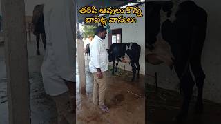 తూర్పు ఎర్రబల్లి తరిపి ఆవులు కొన్న రైతుtrendcow dairyfarmingtelugumusic farmingpaadisirulu [upl. by Andi]