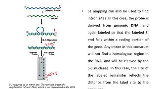 S1 nuclease Mapping [upl. by Ahsinik]