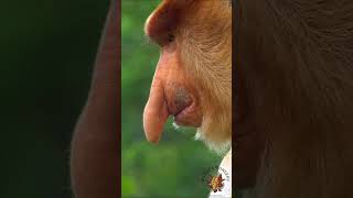 The Proboscis Monkey Nasalis larvatus [upl. by Nonnag]