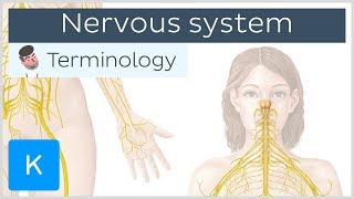 Nervous system  Anatomical terminology for healthcare professionals  Kenhub [upl. by Orna545]