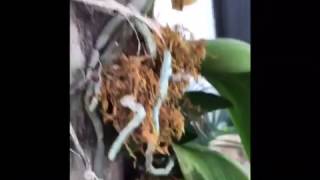 Video 4 Mounting an Dendrobiums Orchid on a Tree [upl. by Anialahs895]