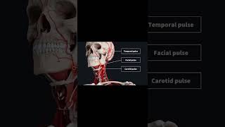 Palpable Arteries  pulses  pulses checking [upl. by Nauqat]