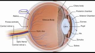 Eye anatomy [upl. by Enytsuj104]