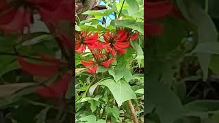 Erythrina indica Kodaikanal medicinal antioxidant kodaikanal shorts [upl. by Kleinstein144]