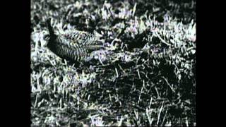 Rare Footage of Heath Hen on Marthas Vineyard [upl. by Weylin3]