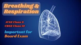 Breathing and Respiration  श्वसन और श्वसन तंत्र  Biology  ICSE Class 9  Umrah Maam [upl. by Annahsor]