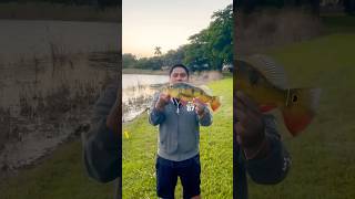 Peacock Bass Fishing with TOTEM fyp shorts viralvideo bassfishing peacockbass views florida [upl. by Mareld]