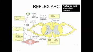 Stimulus Response Perception of Stimuli IB Biology [upl. by Irehj]