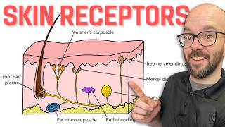 Sensory Receptors of the Skin  Integumentary System [upl. by Gobert]