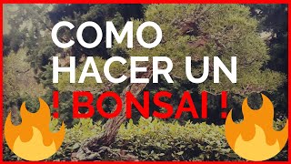 COMO HACER UN BONSAI FÁCIL Y RÁPIDO [upl. by Faruq]